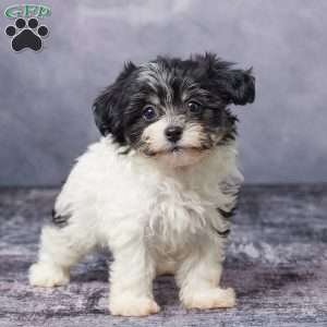 Ashley, Havachon Puppy